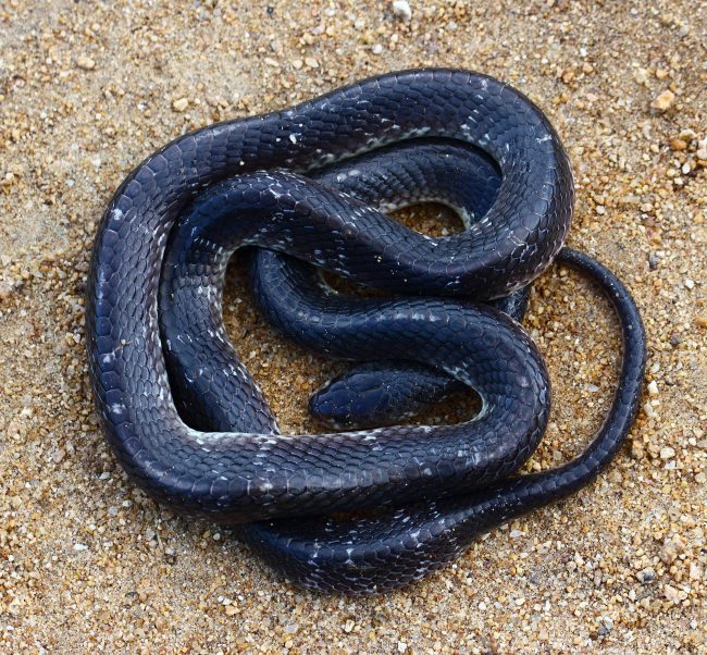 Common-Krait-e1463061354216.jpg